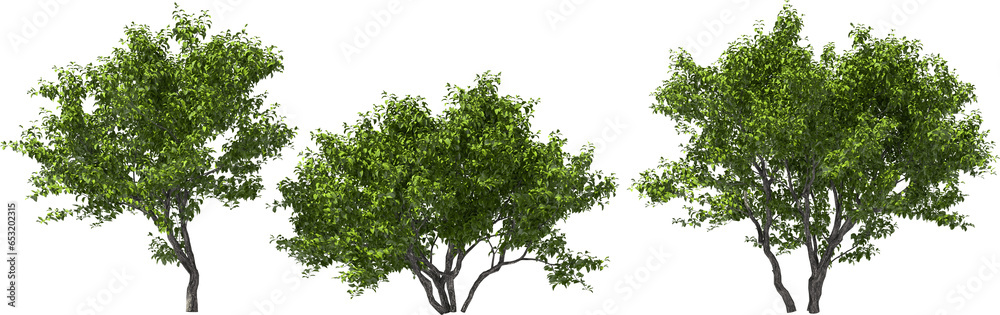 western button bush, western knob bush, hq arch viz cutout tree 3-4 meter hight, max. 12 meter western button bush, western knob bush, hq arch viz cutout tree 3-4 meter hight, max. 12 meter