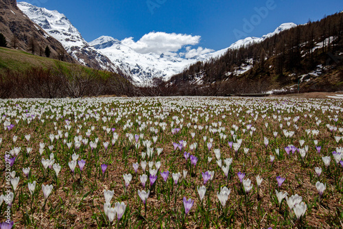 Colorful crocus in bloom flowering in meadows in spring, Fedoz valley, Bregaglia, Engadine, Canton of Graubunden, Switzerland