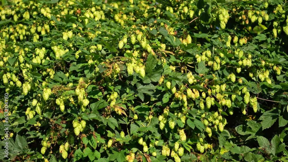 Hop bush in sunlight, highlighting beautiful cones. Hop bush in sunlight, highlighting beautiful cones.