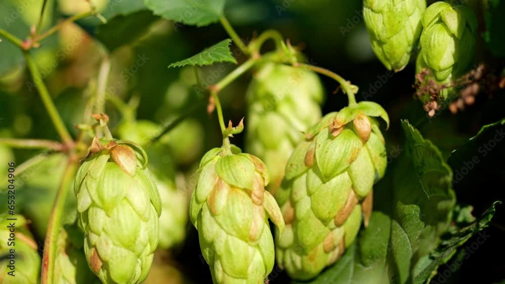 Sun-highlighted hop cones offering a delightful view. Sun-highlighted hop cones offering a delightful view.