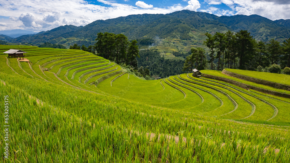 Landscape with green and yellow rice terraced fields and  blue cloudy sky near  Yen Bai province, North-Vietnam