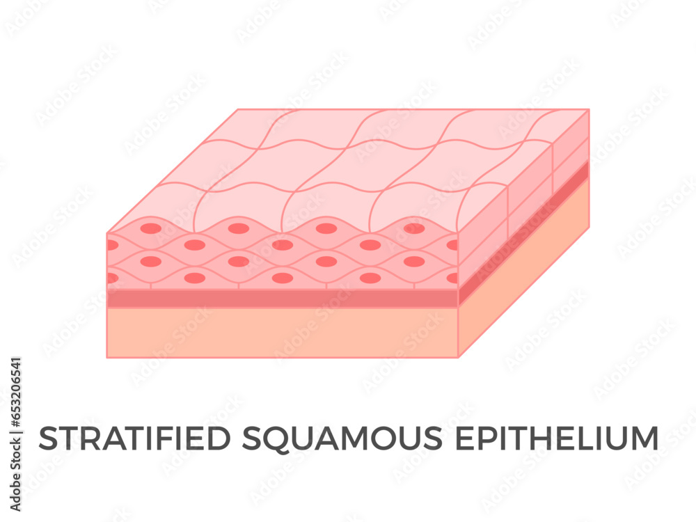 Stratified squamous epithelium. Epithelial tissue types. A multiple