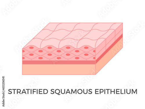 Stratified squamous epithelium. Epithelial tissue types. A multiple layer of pavement like cells that lines that protect against invading microorganisms and prevent water loss. Vector illustration.  photo