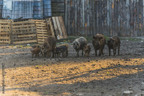 Group of Mangalica pigs of different age on a farmland. High quality photo