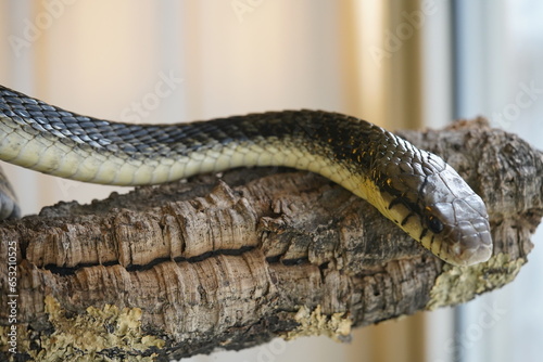 Spilotes pullatus, commonly known as the chicken snake, tropical chicken snake, or yellow rat snake, is a species of large nonvenomous colubrid snake endemic to the Neotropics.