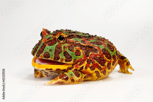 Argentinischer Schmuckhornfrosch // Argentine horned frog, Argentine horned frog (Ceratophrys ornata)