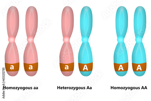 Scientific Designing of Homozygous And Heterozygous Chromosomes, photo