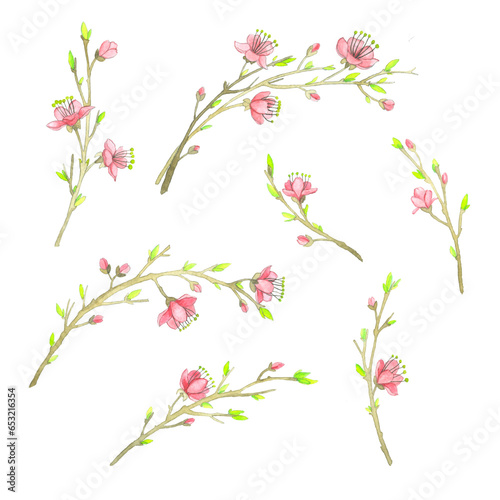 Watercolor spring, young blossoming cherry branches on a white background.