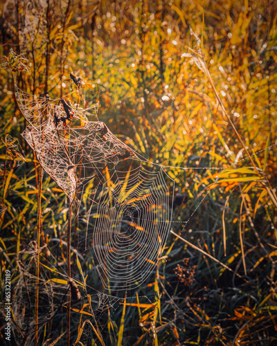 view of a beautiful cobweb against the background of autumn withered grass on the Pripyat River in Belarus. photo