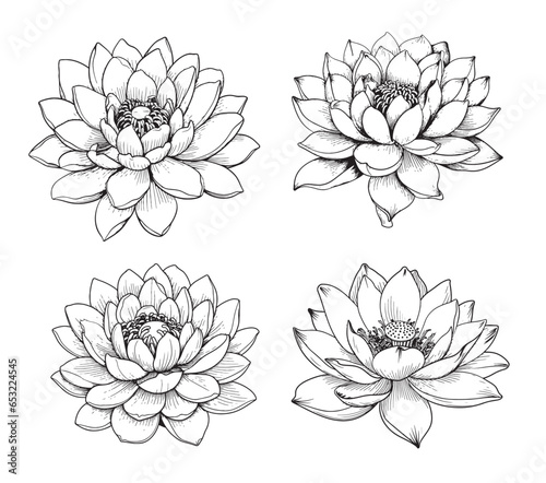 Lotus set sketch hand drawn in comic style.Vector Wild flowers