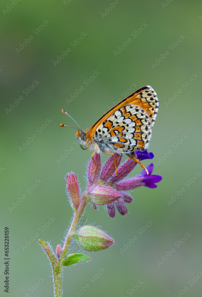 Obraz premium Red butterfly on purple flower, Glanville Fritillary, Melitaea cinxia