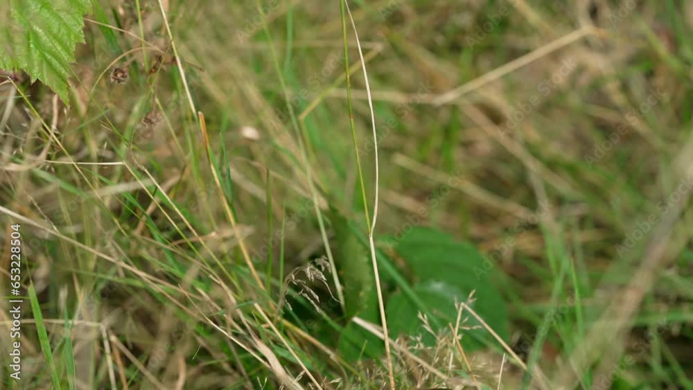Tree log and grass Tree log and grass