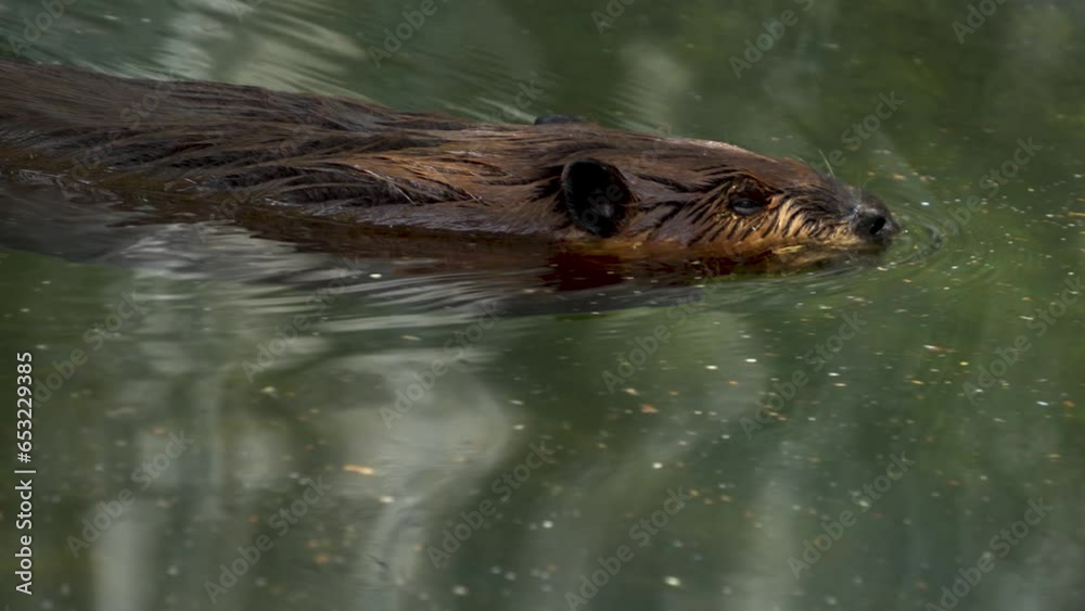 Close up of beaver swimming by on the surface Close up of beaver swimming by on the surface