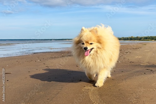 Portrait of happy Pomeranian Spitz dog, young fluffy puppy on the beach at summer sunny day at sea 