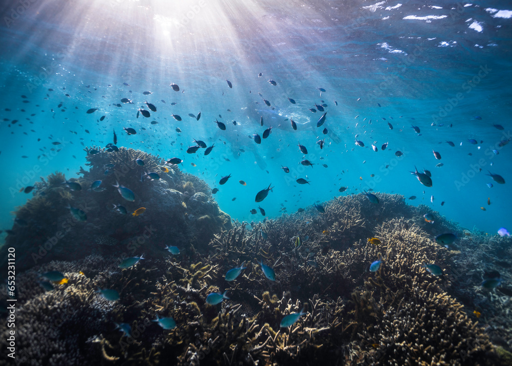A shallow coral reef with fish all around, silhouettes of snorkelers and light rays shining in through the water's surface - obrazy, fototapety, plakaty 