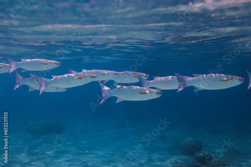 Fotografía A small school of Wartylip Mullet fish (Crenimugil crenilabis) underwater swimmi