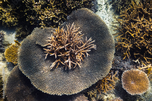 Coral reef from above  in shallow tropical water with a large plate coral photo