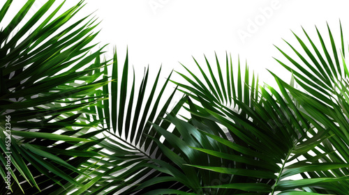 Tropical rainforest green leaves fern foliage plant on transparent background