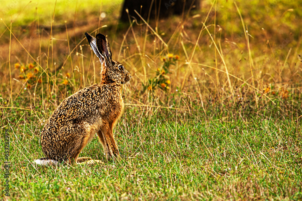 wild hare in a meadow on a sunny day hid in the dry grass. Animal protection in the reserve wild hare in a meadow on a sunny day hid in the dry grass. Animal protection in the reserve