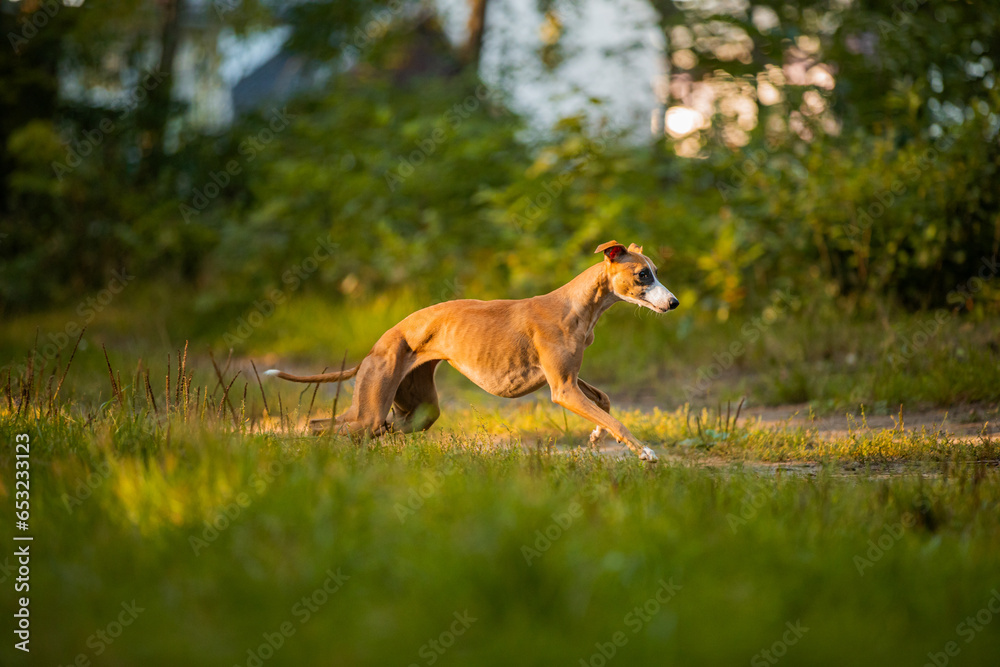 Chart angielski whippet pławy szybko biegnie w lesie