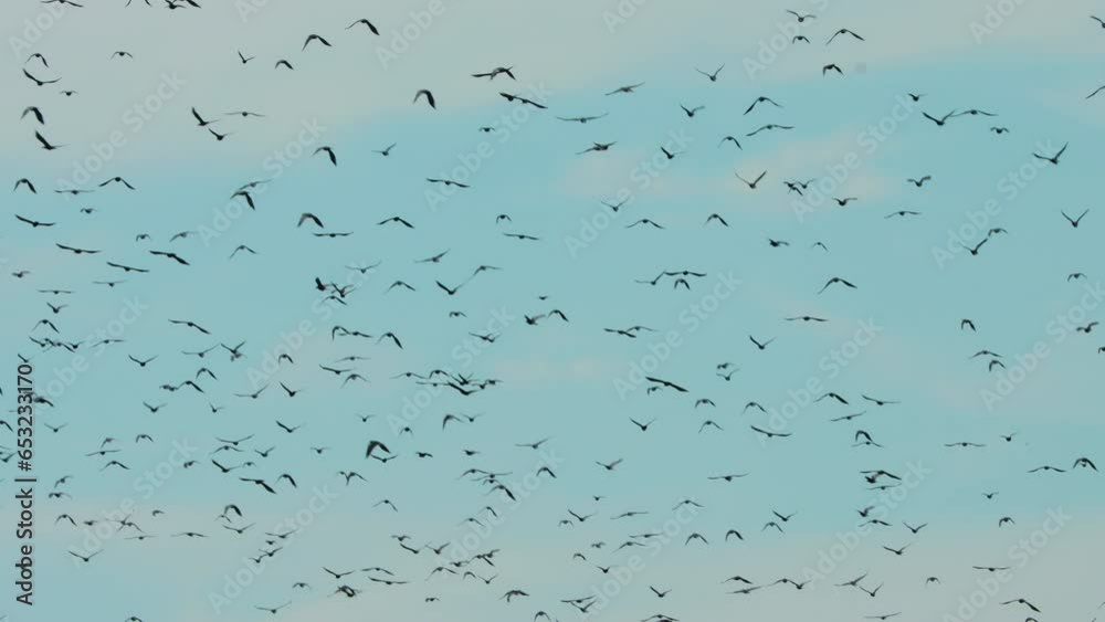 Amazing Wildlife Murmuration Of Starlings. Starlings Flying. Flying Sturnus Vulgaris Flock In Murmuration. Large Number Of Common Starling In Flight At Summer Sunny Day. Flocking Of Starlings. Amazing Wildlife Murmuration Of Starlings. Starlings Flying. Flying Sturnus Vulgaris Flock In Murmuration. Large Number Of Common Starling In Flight At Summer Sunny Day. Flocking Of Starlings.