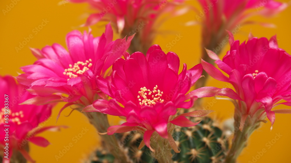 Close-up full bloom vivid pink color flower of Echinopsis cactus, other names include Hedgehog, Sea-urchin or Easter Lily cactus. on bright yellow background.