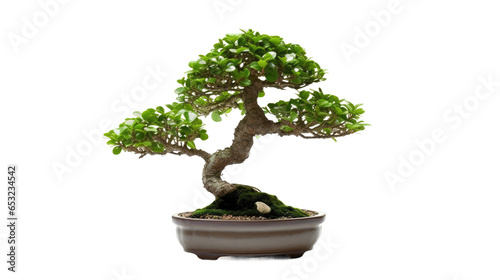 bonsai tree isolated on transparent background