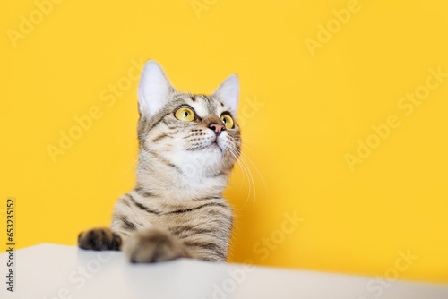 striped young cat on yellow background © Krystsina