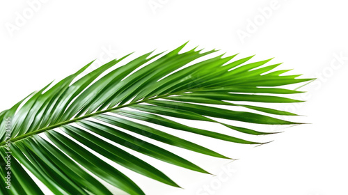 Tropical palm leaves on transparent background