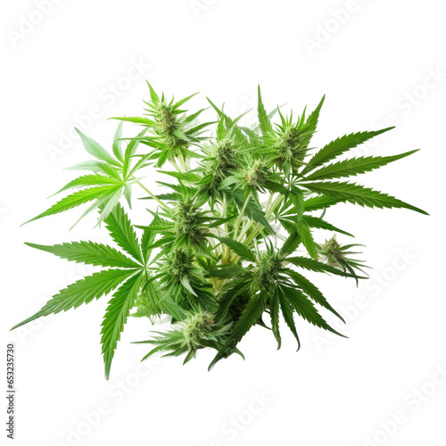 Cannabis leaves of a plant on transparent background