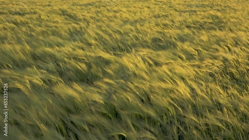 slow motion wide view of spring barley field swaying in evening light, shot at 62fps
