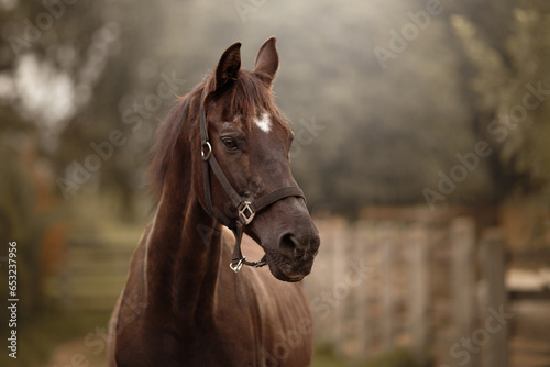 Fototapeta Naklejka Na Ścianę i Meble -  brown horse portrait in sunset pasture