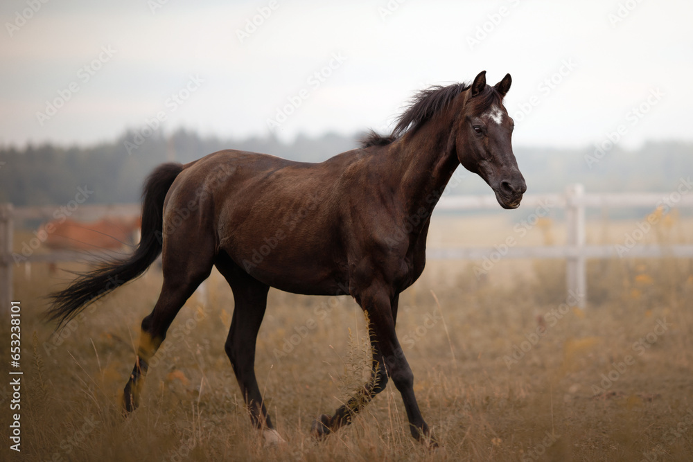 Obraz premium brown horse portrait in sunset pasture