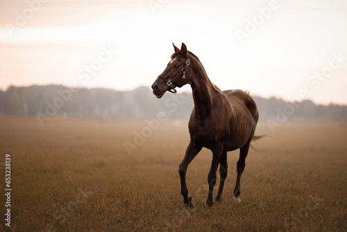 brown horse portrait in sunset pasture