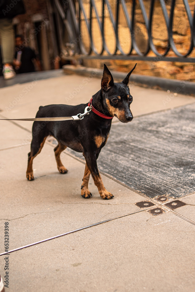 A miniature pinscher breed dog in the city. Zwergpinscher on the bridge. Dwarf pinscher A miniature pinscher breed dog in the city. Zwergpinscher on the bridge. Dwarf pinscher
