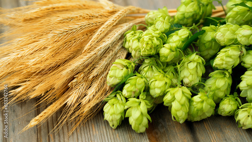 Fresh cones of hops on one half and ears of grain on other one. Raw material for brewing production. Green fresh ripe hop cones and golden spica ears for making beer and bread.  Close up.