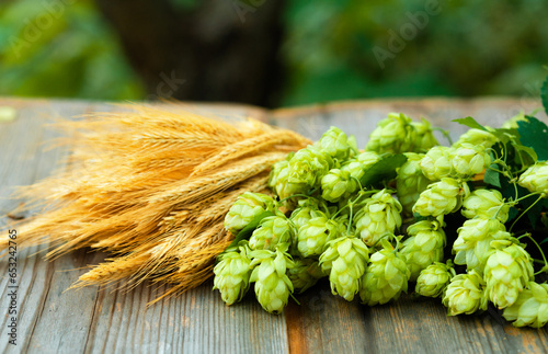 Fresh cones of hops on one half and ears of grain on other one, lay on unfocused nature background. Green fresh ripe hop cones and golden spica ears for making beer and bread. Close up