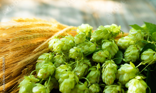 Fresh cones of hops on one half and ears of grain on other one, lay on wood background. Raw material for brewing production. Green fresh ripe hop cones and golden spica ears for making beer and bread.