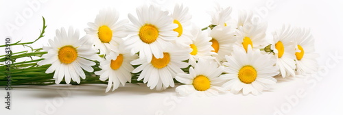 bouquet of freshly picked daisies, showcasing their simple yet charming appeal.