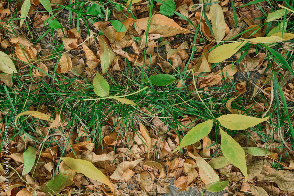 Autumn foliage background. Fallen yellow leaves on the sidewalk. Autumn mood, melancholy. Template for article, blog. Autumn foliage background. Fallen yellow leaves on the sidewalk. Autumn mood, melancholy. Template for article, blog.