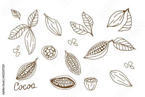Cocoa set. Hand Drawn sketch cocoa beans. Vector