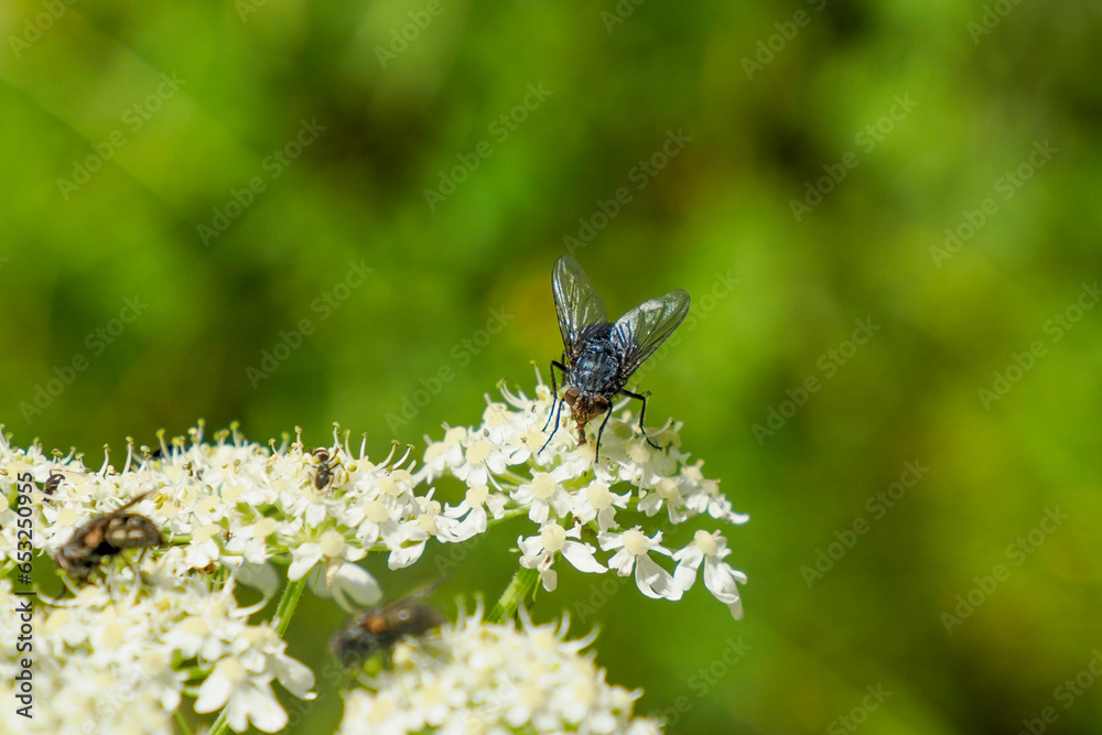Green Bottle fly feeding on a white flower Green Bottle fly feeding on a white flower
