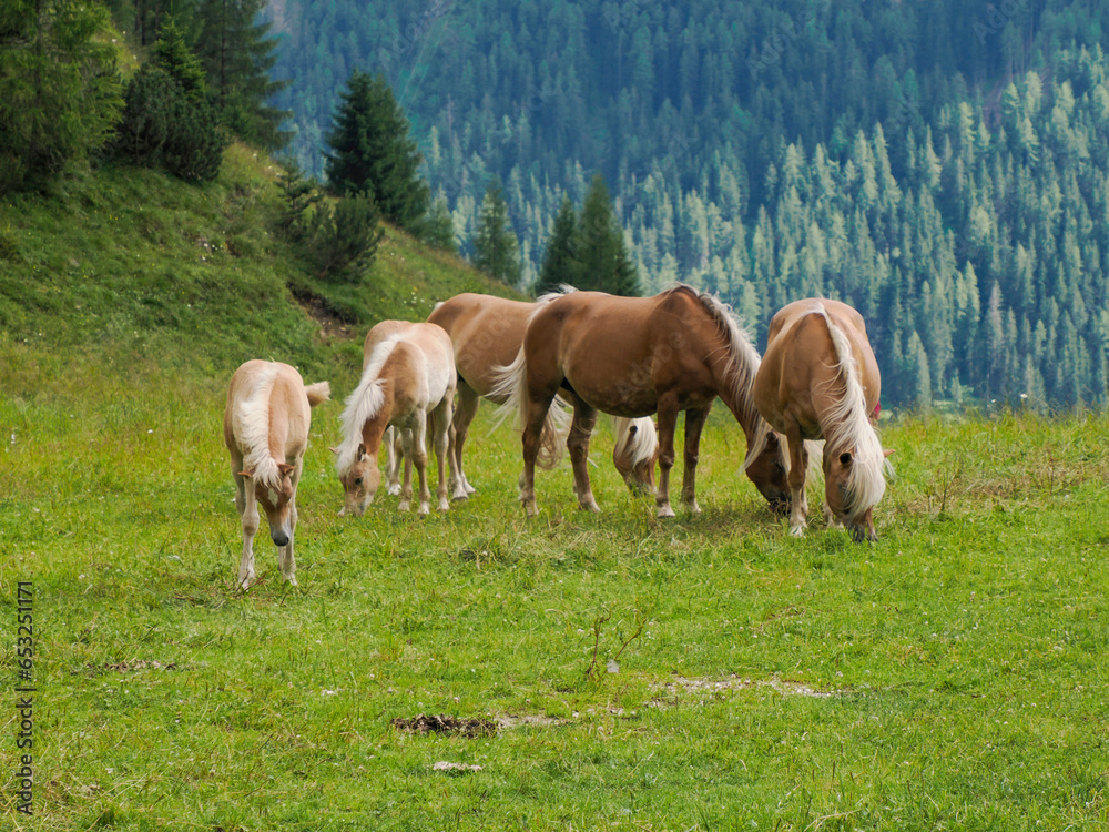 haflinger blonde horses grazing on green grass in dolomites horse grazing in a meadow in the Italian Dolomites mountain alps in South Tyrol.
