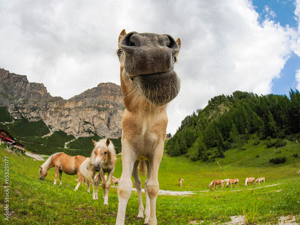 funny horse nose close up wild nature animal thematic funny horse nose close up wild nature animal thematic