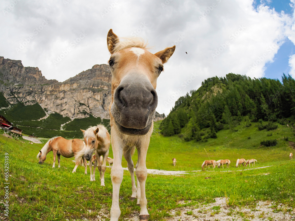funny horse nose close up wild nature animal thematic funny horse nose close up wild nature animal thematic