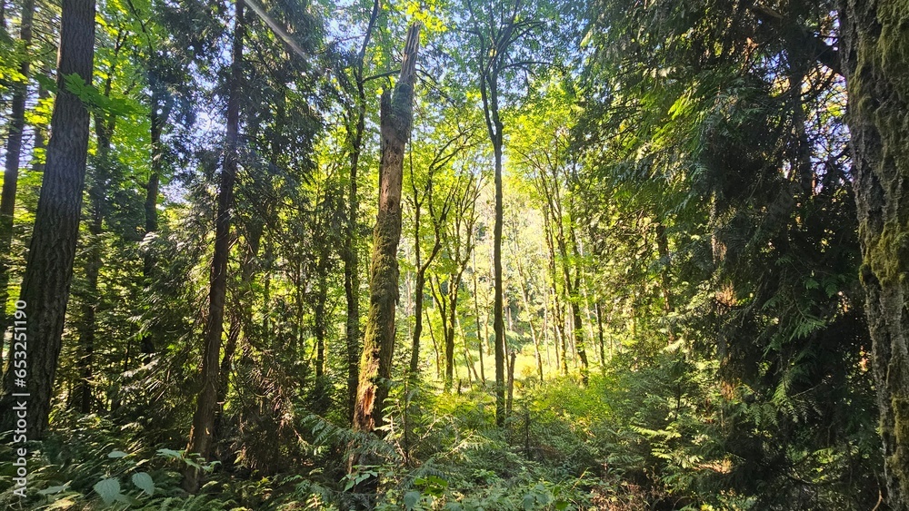 Fototapeta premium sun rays through the trees