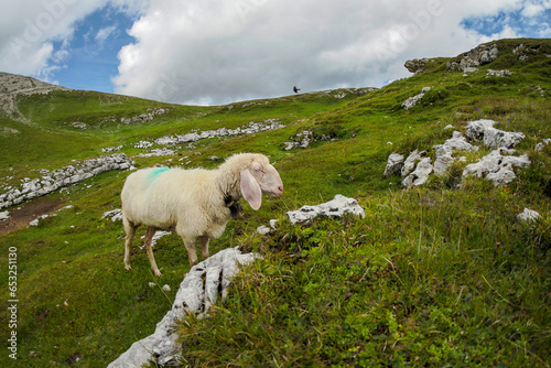 Sheep flock portrait found in the Dolomites mountains, a breathtaking mountain range in northern Italy. © Izanbar photos