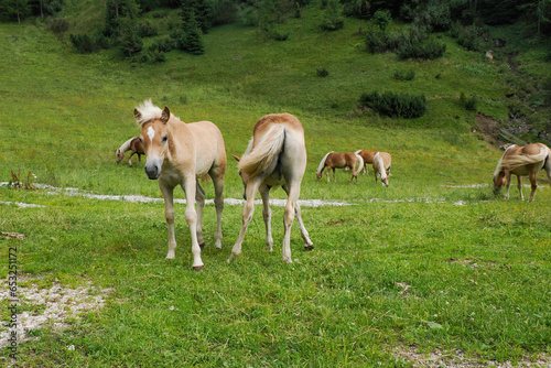 haflinger blonde horses grazing on green grass in dolomites horse grazing in a meadow in the Italian Dolomites mountain alps in South Tyrol.