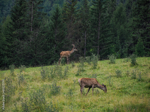 deer horn detail on grass background in dolomites © Izanbar photos