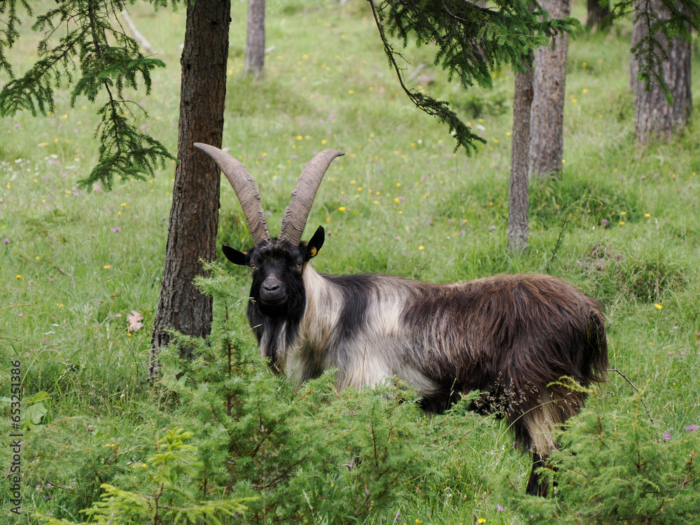 long horn goat mouflon on grass long horn goat mouflon on grass